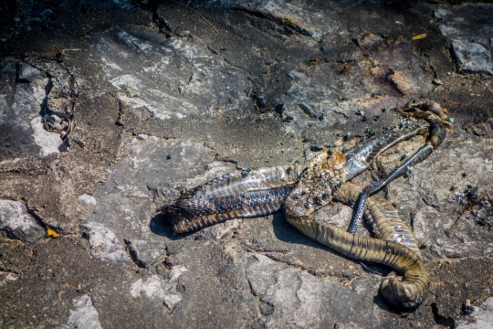 Dead snake road kill