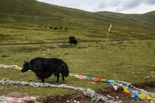 The yak Martin rescued