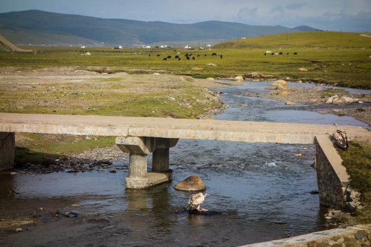Bird scavenging yak
