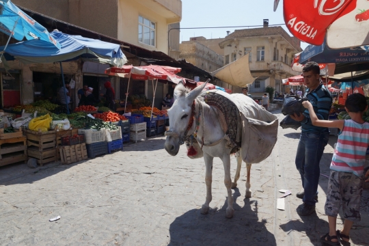 Loading the donkey