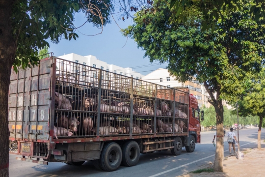 A truck with not so happy pigs