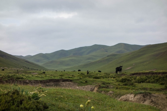 Yaks