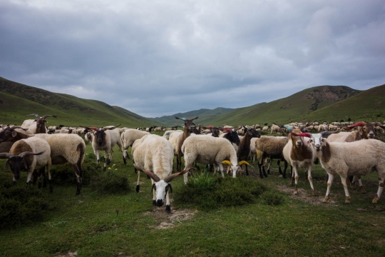 Sheep on their way to the tent
