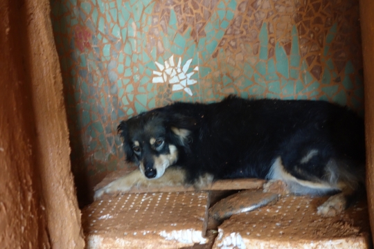 Clandestina scared for thunder