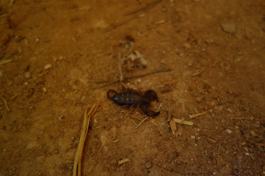 We found a scorpion