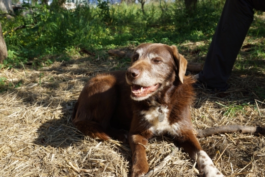 Sally, Anna's dog