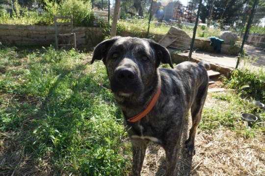 Perrita, Anna's dog