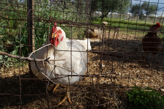 Chicken