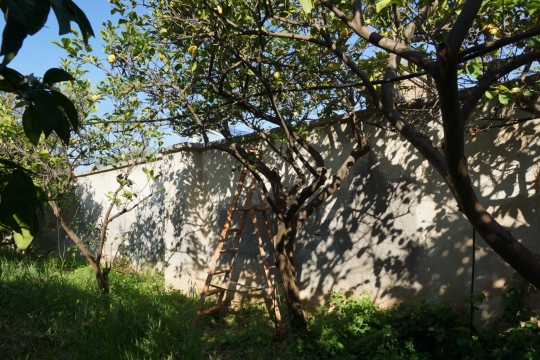 The orchard