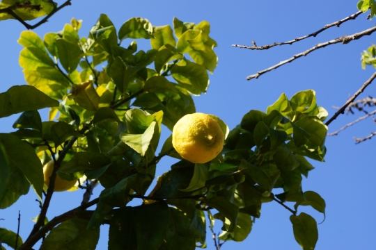 Lemon tree