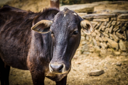 Friendly cow