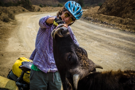 Friendly cow