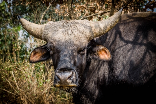 Friendly cow