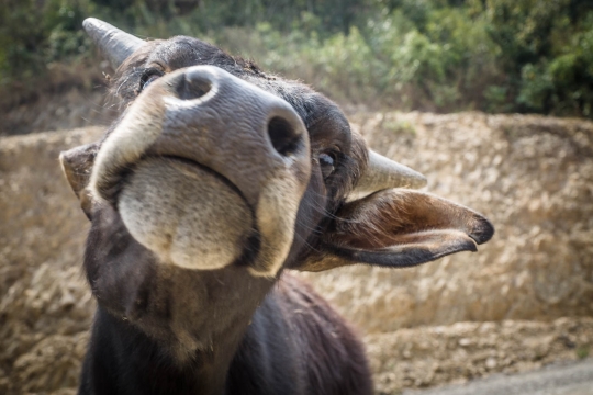 Friendly cow