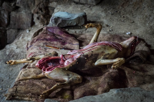 Kohima market dog