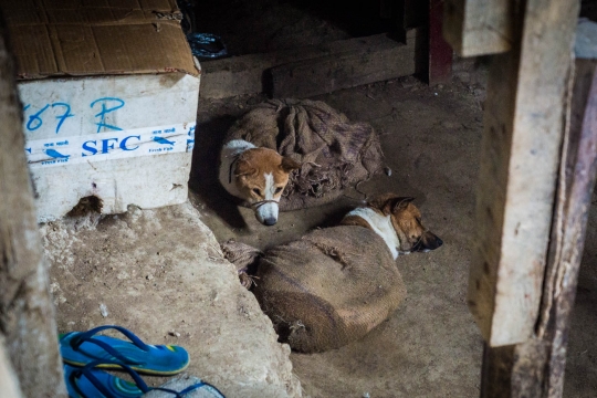 Kohima market dogs waiting