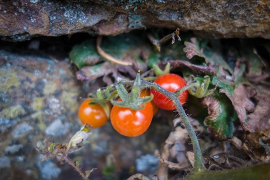 Small tomatoes