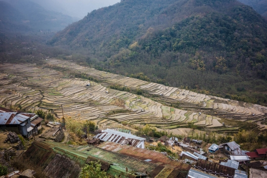 Khonoma Rice fields