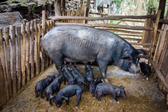 Khonoma pigs