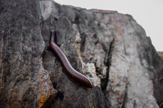 Huge centipede