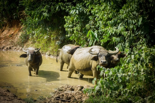 Waterbuffalo