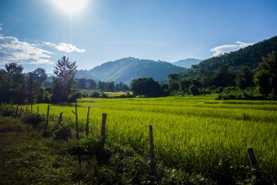 Rice field