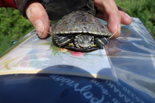 Another saved turtle from the road