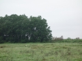 A stork