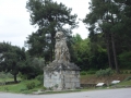 Lion next to the road