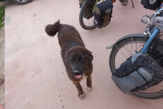 Our dog friend