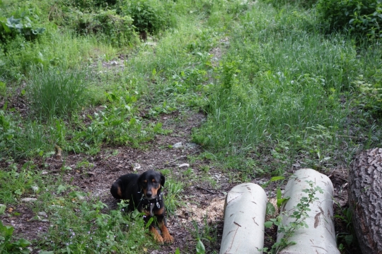 Our dog friend 2