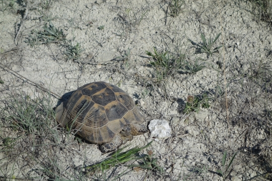A turtle big one this time