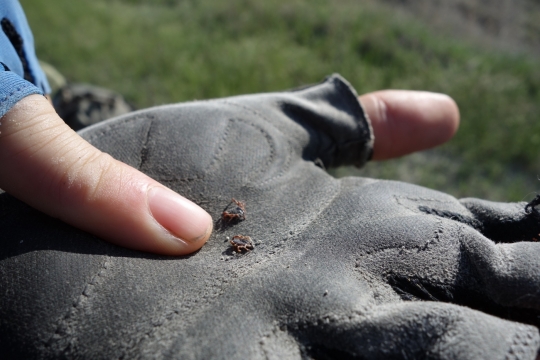 Turkish ticks and many of them