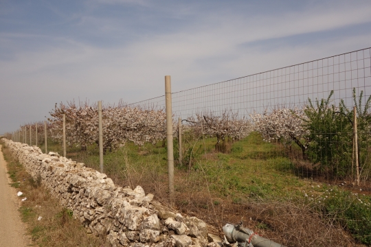 Stone walls and cherry blossom on the way to Rutigliano