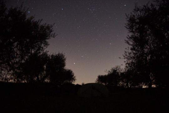 Nighttime in the olive grove