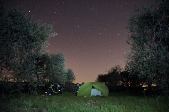 Nighttime in the olive grove
