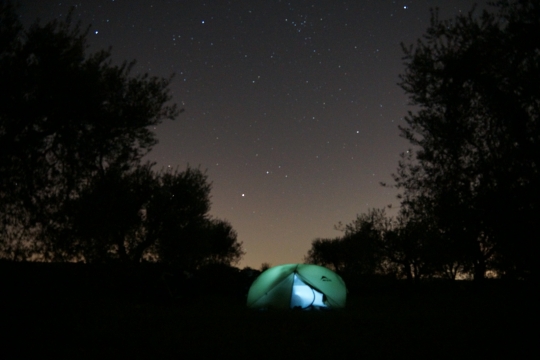 Nighttime in the olive grove