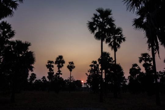 Toddy trees and sunrise