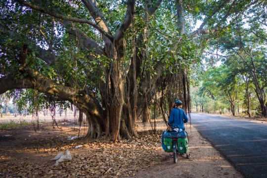 Great trees of Myanmar