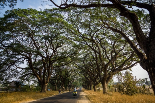 Finally tree lined streets