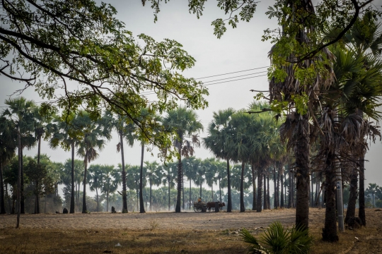 Oxcart in the field of toddy trees
