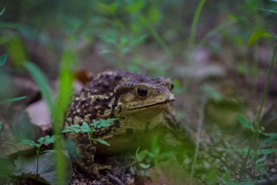A toad near our tent!