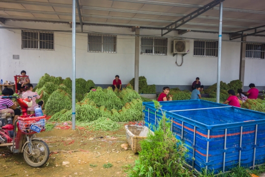 Women sorting long beans