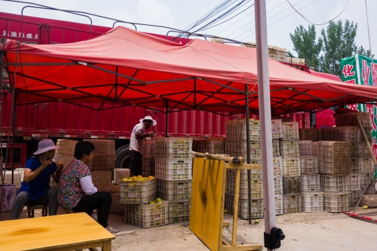 Peaches sorting