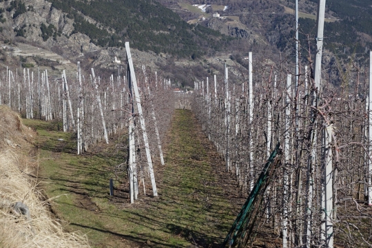 Field