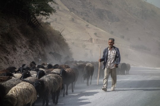 Herder coming down with his sheep and goats from the mountains