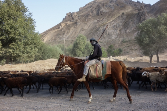 Herder on horseback