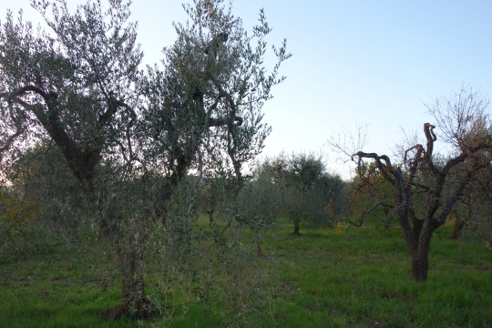 Our camping spot in the olive grove