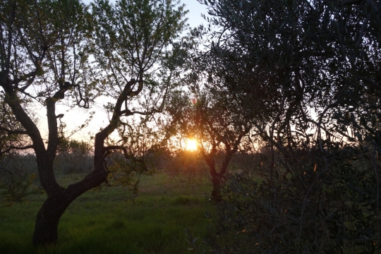Our camping spot in the olive grove
