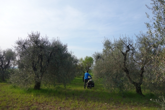 Our camping spot in the olive grove